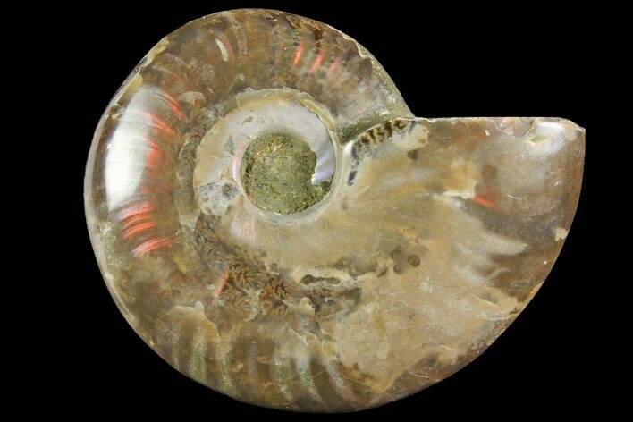 Red Flash Ammonite Fossil - Madagascar #151781